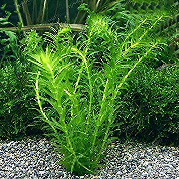 500 Pcs New Aquarium Grass Seeds Water Aquatic Plant Seeds Family for Decorate The Aquarium Green Water Grass Decor Landscape 4
