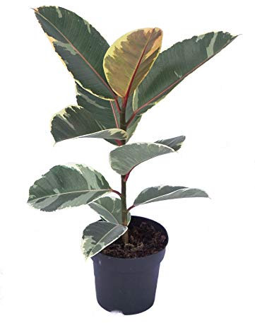 Rarely Offered Ficus Elastica Tineke - Planta de goma en maceta (14 cm)