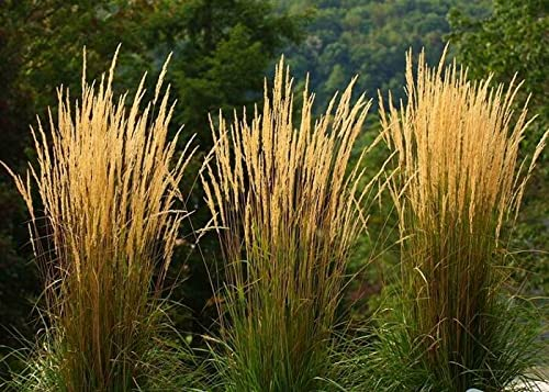 3 x Calamagrostis x acutiflora 'Waldenbusch' im 1 Liter Topf (Ziergras/Gräser/Winterhart/Mehrjährig) Reitgras - Sichtschutz Hecke - Struktur und Dynamik in perfektem Einklang - von Stauden Gänge