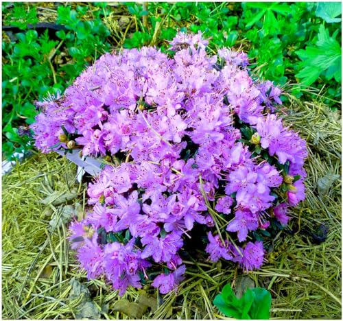 GrowOn Shrubs [x3] Dwarf Rhododendron Japonica 'Blue Diamond' | Multi-Pack | Evergreen Shrubs | Outdoor Garden Ready Plants | Spring Flowering | Violet Flowers