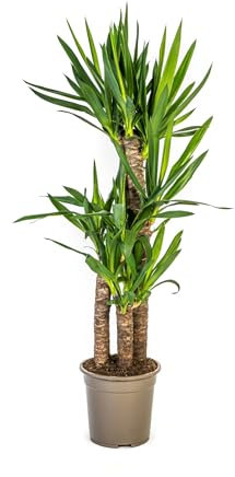Yucca Elephantipes - 90-110cm - Ø21cm - Pianta d'appartamento - Sempreverde