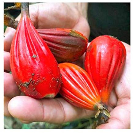 Stk - 10x Aframomum sulcatum Ingwer essbar Garten Pflanzen - Samen ID232 - Seeds & Plants Shop by Ipsa