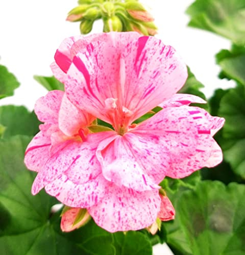 POWERS TO FLOWERS - GERANIO ZONALE HERCULES, PELARGONIUM, 2 PIANTE VASO 14, COLOR FANTASIA, piante vere
