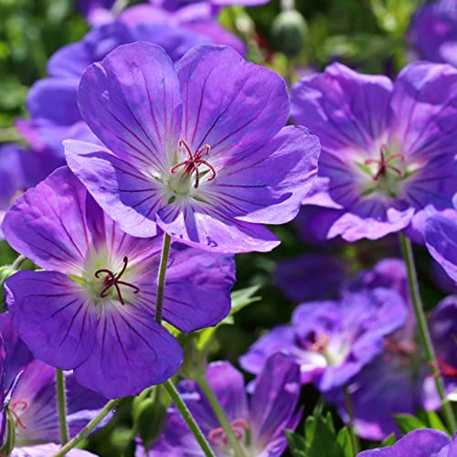 Geranien Samen Kaufen Geranium Blumensamen Bodendecker Winterhart Mehrjährig KräUter Samen Blumen Winterharte Pflanzen Für Garten Pflanzensamen Fuchsien Bienenweide 10Stück