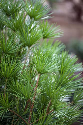 Sciadopitys verticillata 100-125 cm - Japanische Schirmtanne, immergrün, ideal für Einzelstellung, winterhart, pflegeleicht