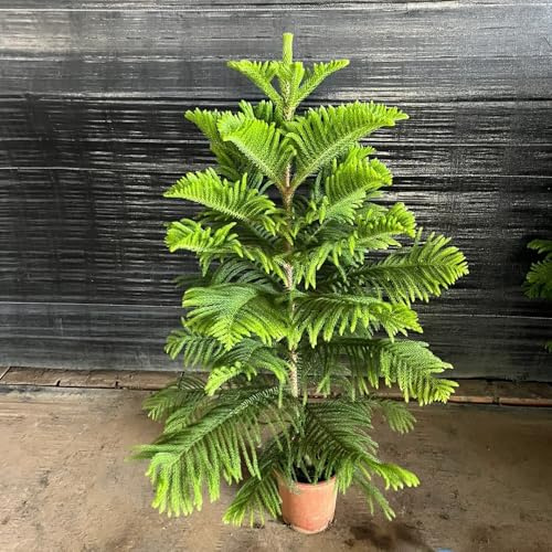 araucaria araucana - kräuterpflanzen balkongarten gartenpflanze bonsaibaum exotische zimmerpflanzen baumsamen pflanzensamen pflanzenkübel wildkräuter blumengarten kübelpflanzen 15samen