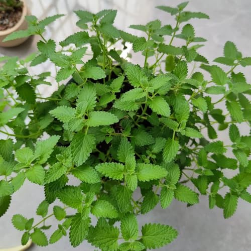katzenminze winterharte stauden mehrjährig blumensamen balkon bodendecker winterhart mehrjährig bonsai frühlingsblumen winterharte kübelpflanzen zimmerpflanze wildblumensamen 130samen