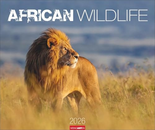 African Wildlife Kalender 2026: Die Tierwelt Afrikas in atemberaubenden Fotos festgehalten für einen großen Wandkalender. Foto-Kalender im Großformat 55 x 46 cm (Tierkalender Weingarten)