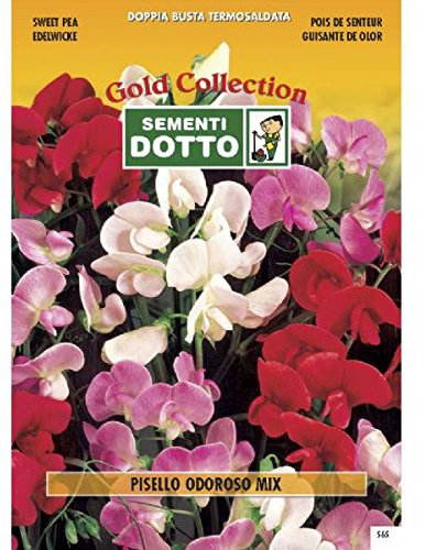 Semi di PISELLO ODOROSO in Mix - h cm 200