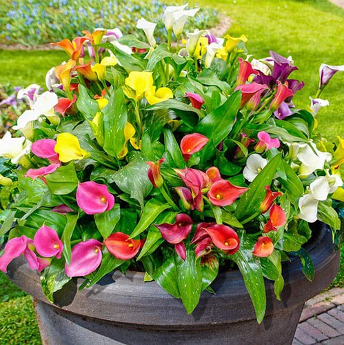 Votaniki Calla Lily Mix Bulbs - Perennial Lily, Versatile & Long-Lasting Addition to Garden | Calla Lily Mixture Bulbs for Planting - Easy to Grow (18 Pack)