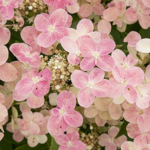 Hydrangea Paniculata Switch Ophelia Hardy Shrub Easy to Grow Your Own Sun Loving Garden Flowering 2X 3 Litre Potted Plants by Thompson & Morgan