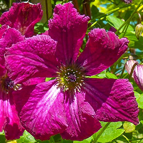 GardenersDream Clematis Rubra - Rote Kletterpflanzen Winterhart - Clematis Winterhart Mehrjährig Pflanze - Garten Pflanzen Blütenstark