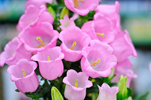 Pink Bellflower Seeds for Planting (50 Seeds) - Campanula Medium
