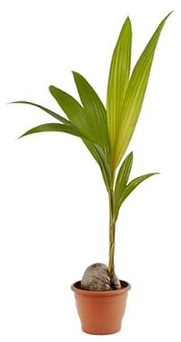 Palmera Cocotera Planta Natural Árbol de Cocos