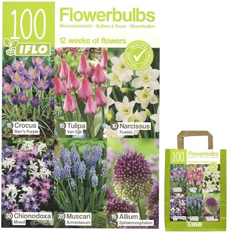 Blumenzwiebeln in Geschenkverpackung - Zwiebeln, Knollen verschiedener winterharter Pflanzen für Garten und Balkon - bunt, mehrjährig, für Topf und Beet (100 Blumenzwiebel Mix Blau)