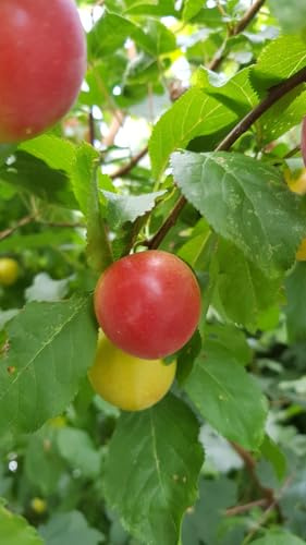 Prunus domestica 'Brompton' (De semis) / Prunier Brompton/Conteneur de 2 à 2.9 litres/Fruitier