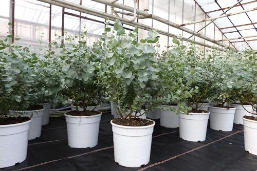 gruenwaren jakubik 2x Eucalyptus Gunni Gunnii Busch Kugel Eukalyptusbaum, Höhe 45-55 cm Pflanze winterhart