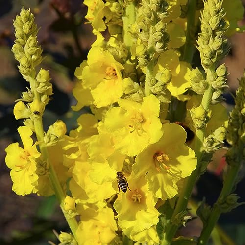 rittersporn blumendeko dachbegrünung frühlingsblumen biosaatgut wildblumen balkonblumen blumensamen balkon blumensaat blumengarten bonsai topf dekopflanze balkonpflanze balkonpflanzen 250samen