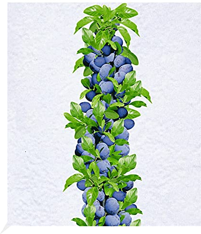 BALDUR Garten Säulen-Zwetschgen 'Anja®', 1 Pflanze, Pflaumenbaum, Prunus domestica, winterhart, platzsparende Säule für kleine Gärten, Balkone & Terrassen