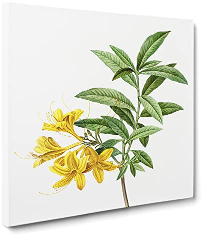 Yellow Azalea Flowers by Pierre Joseph Redoute Canvas Print | Gallery Wrapped 30mm Frame Wall Art | 20x20 inches | Ready to Hang | Retro Floral Picture | Living Room Bedroom Lounge Office
