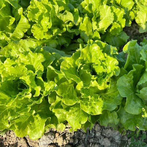 salatsamen, pflücksalat, hochbeet gewächshaus balkon seltene für sonnige plätze steingartenpflanzen winterhart nachhaltige geschenke balkongarten 500pcs