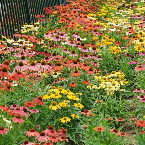 sonnenhut echinacea stauden unkompliziert zu pflegen 225samen