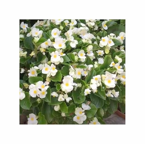 Stk - 120x Eisbegonien Super Olympia Weiß F1 Garten Pflanzen - Samen F-S699 - Seeds & Plants Shop by Ipsa