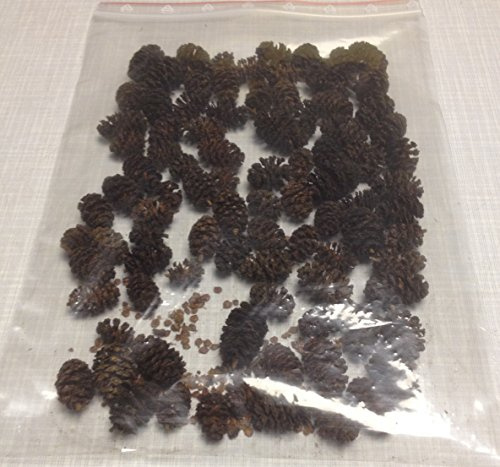 Erlenzapfen (100g) Schwarzerle, Alnus glutinosa, Black Alder Cones