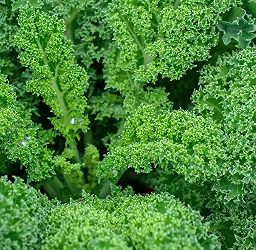 Thompson & Morgan - Vegetables - Kale Dwarf Green Curled - 400 Seed