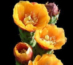 Grande promozione 100 Pz Opuntia Semi di fico d'India Rare dolce alta nutritous Cactus semi commestibili di frutta Flower Garden Bonsai 10:Seeds