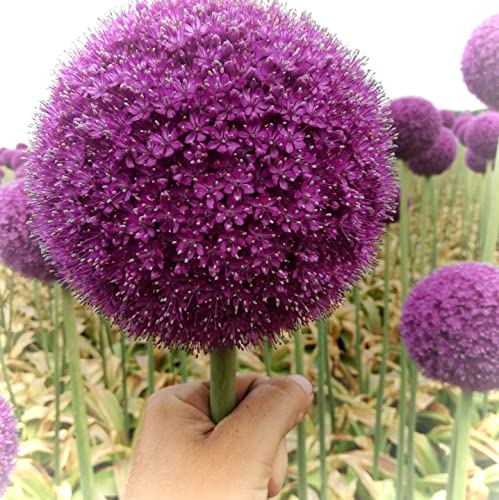 Allium gladiator zwiebeln- Allium Gladiator - Alium blumenzwiebel - Allium zwiebeln winterhart für Garten-Sommerblüte-8 zwiebeln,F