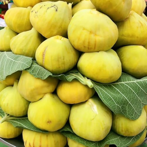 10 piezas Semillas de higuera