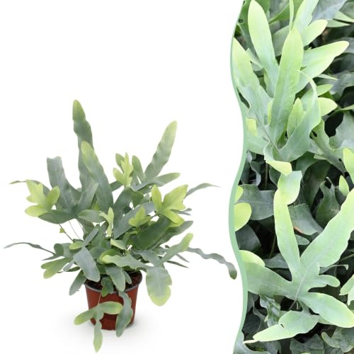 Green boutiQ - Zimmerpflanze - Phlebodium aureum Blue Star - Blaue Farn - Haustierfreundliche Pflanze - Blau - 1 Pflanze - Topf 12cm - Höhe 25cm