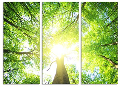 Paul Sinus Art 130x90cm – Keilrahmenbild grüner Wald Froschperspektive Sonnenschein 3teiliges Wandbild auf Leinwand und Keilrahmen - Fotobild Kunstdruck Artprint
