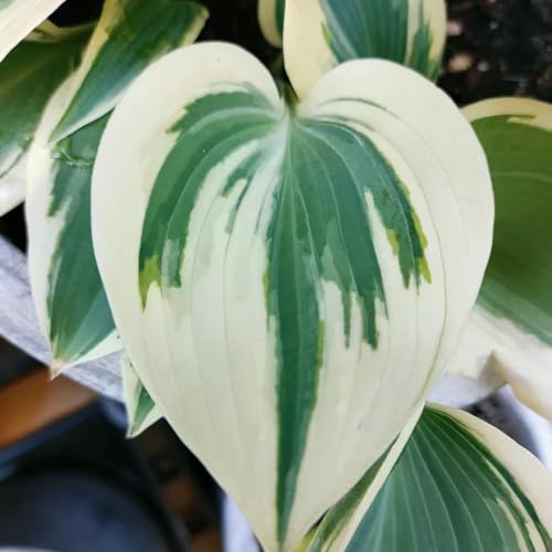 semillas de hosta - balcón invernadero funkien variedades tradicionales de interior decoración la sala estar interior exóticas Decoraciones jardín exteriores 300pcs