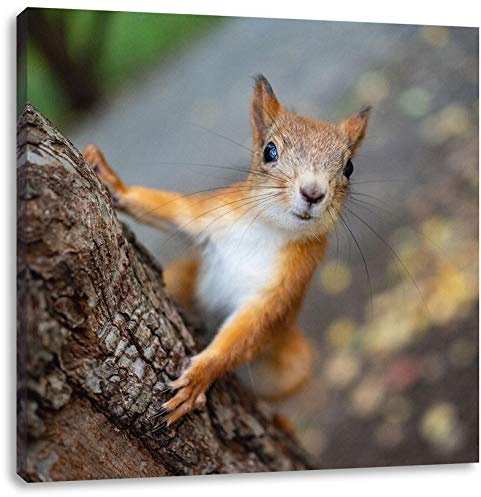 Pixxprint Nahaufnahme Eichhörnchen an Baumstamm, Größe: 40x40 cm, Leinwandbild Quadratisch, Wandbild, Kunstdruck, fertig bespannt