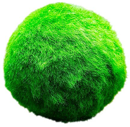 Vdvelde․com - Marimo Mooskugeln 10 Stück, Aegagropila linnaei für Teich | Lebende Wasserpflanzen spenden Sauerstoff, beugen Fadenalgen vor, sicher für Garnelen und Betta, Ø ca. 5 cm