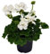 stehende Geranie, (Pelargonium zonale), Sorte: Lasse, weiss, kräftige Pflanze je im 12cm Topf, (6 Pflanzen im Set)
