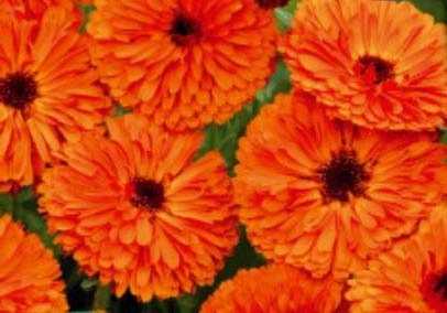 Pcs - 75x Souci Indian Prince Doppelblumig Graines Plant Jardin K155 - Seeds & Plants Shop by Ipsa