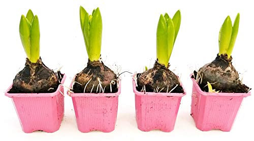 POWERS TO FLOWERS - SET 4 BULBI GIACINTO PROFUMATO ROSA, piante vere