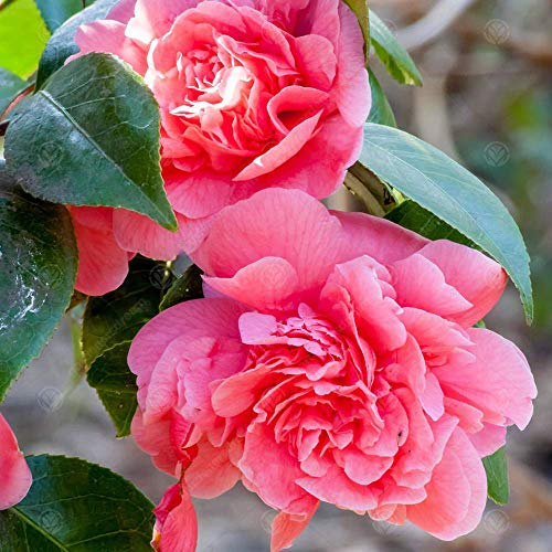 Camellia japonica 'Triumphans', arbusto sempreverde rosa da giardino in vaso da 9 cm.