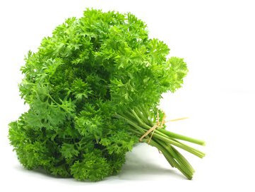 500 Semi di Prezzemolo Riccio - pianta aromatica - semi contadini riproducibili - SemiWild