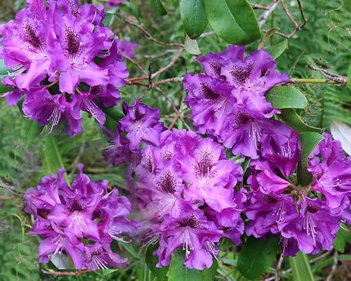 Nouvelles graines de fleurs de rhododendron fraîches 100 pièces