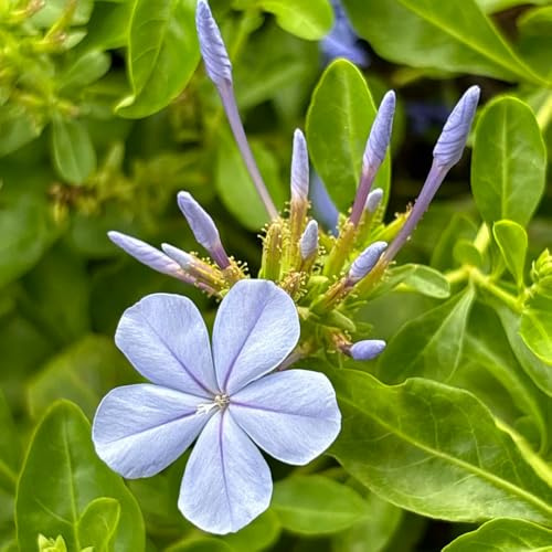 semillas de tallo de plumbago, decoracion interior Invernadero Balcón exóticas Resistentes raras jardín rocas 15pcs