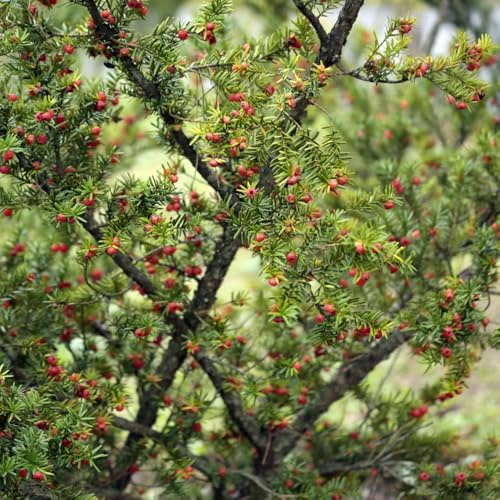 Taxus Baccata, winterharte für garten Eibe, Taxus wallichiana, baumsamen kaufen topfpflanzen 250Samen