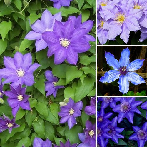 GardenersDream Kletterpflanzen Winterhart - Clematis Winterhart Mehrjährig Pflanze 'Blue' - Blau Blühende Balkon Pflanzen im 9cm Topf