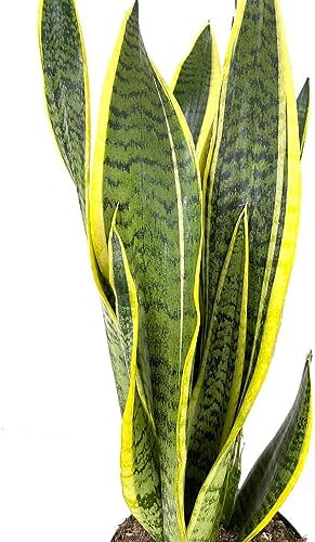 Lengua de Suegra: La planta de bajo mantenimiento perfecta para tu hogar Planta Natural de Fácil de Mantener en maceta de 8,5cm