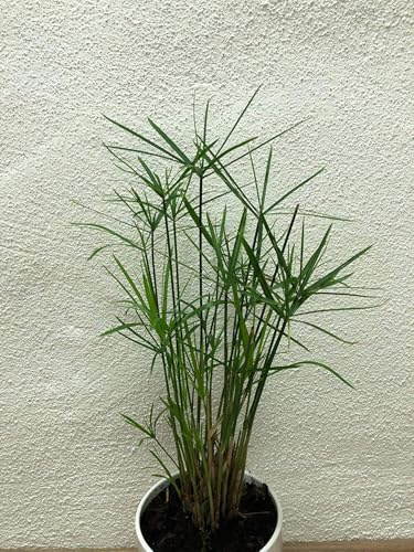 Zypergras (Zimmer-Zyperngras) ca 50 frische Samen -Cyperus alternifolius- WASSER-PALME
