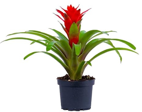 Bromelia con Flores Rojas ± 35cm de Altura Planta Interior Natural