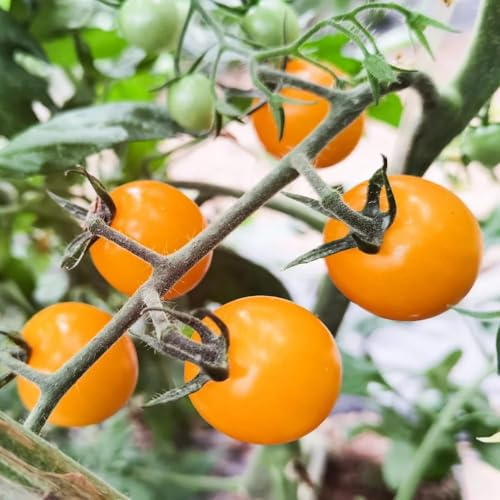 tomatensamen exotisch bio pflanztopf gartenpflanzen balkon balkongarten gemüsesamen alte sorten hochbeete für garten - Seltene samenserie - 550samen